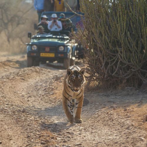 Jaipur Ranthambore Tour by Rajputana Holidays