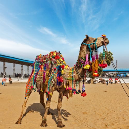 Pushkar Tour Package from Jaipur by Rajputana Holidays